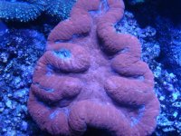 coral 10-9-2015 027.jpg