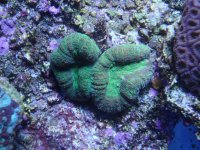 coral 10-9-2015 028.jpg