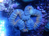 coral 10-9-2015 029.jpg