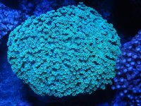 coral 10-9-2015 031.jpg