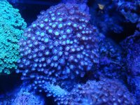 coral 10-9-2015 032.jpg