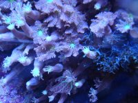 coral 10-9-2015 033.jpg