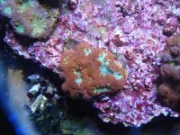 coral 10-9-2015 038.jpg