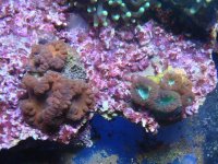 coral 10-9-2015 039.jpg