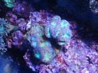 coral 10-9-2015 040.jpg