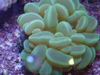 coral 10-9-2015 041.jpg