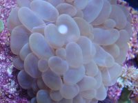 coral 10-9-2015 042.jpg