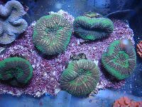 coral 10-9-2015 043.jpg