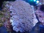 coral 10-9-2015 044.jpg