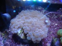 coral 10-9-2015 045.jpg