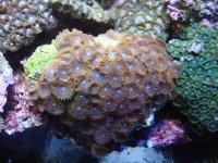 coral 10-9-2015 046.jpg