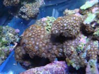 coral 10-9-2015 047.jpg