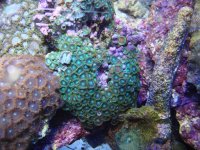 coral 10-9-2015 048.jpg