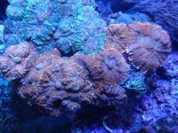 coral 10-9-2015 050.jpg