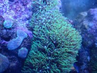 coral 10-9-2015 051.jpg