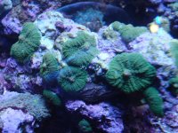 coral 10-9-2015 052.jpg