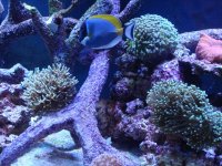 coral 10-9-2015 054.jpg