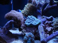 coral 10-9-2015 055.jpg