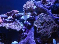 coral 10-9-2015 056.jpg