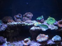 coral 10-9-2015 057.jpg