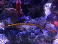 pipefish.jpg