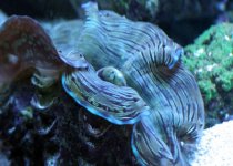 striped clam.jpg