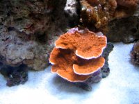 orange_cap.jpg