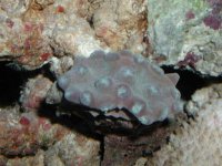 Coral.JPG