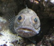 jawfish2.jpg