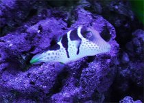 Puffer01.jpg