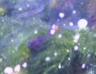 Bicolor Blenny.jpg