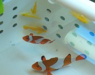 True Percs and clown gobies.jpg