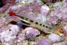 RedHeadGoby1.jpg