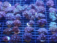 coral 10-9-2015 006.jpg