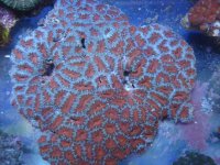 coral 10-9-2015 015.jpg