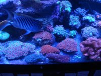 coral 10-9-2015 019.jpg