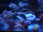 coral 10-9-2015 009.jpg