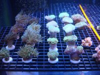 coral 10-9-2015 001.jpg