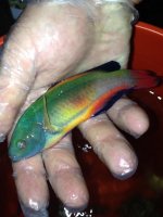 SCOTT'S WRASSE.axd.jpg