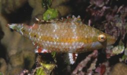 black margin wrasse.jpg