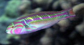 lightning wrasse.JPG