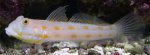 ORANGE SPOTTED GOBY.jpg