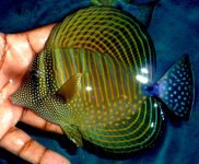 SAILFIN.jpg