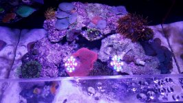 pink haddoni (2).jpg