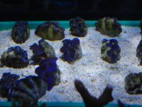 coral 10-9-2015 011.jpg