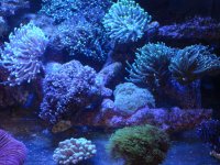 coral 10-9-2015 008.jpg