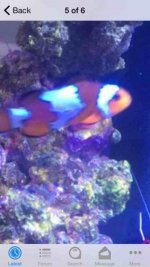 ImageUploadedByReefs2015-06-28 19:41:14 EDT.jpg
