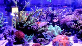 THECORALREEFLLC - IMG_2495.jpg