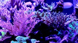 THECORALREEFLLC - IMG_2542.jpg