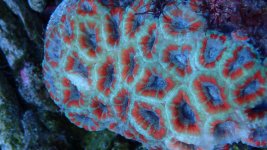 004 acanthastrea.jpg